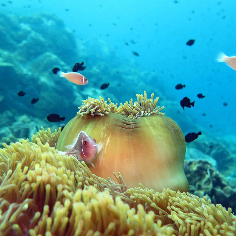 PADI Beginner Freediving Course