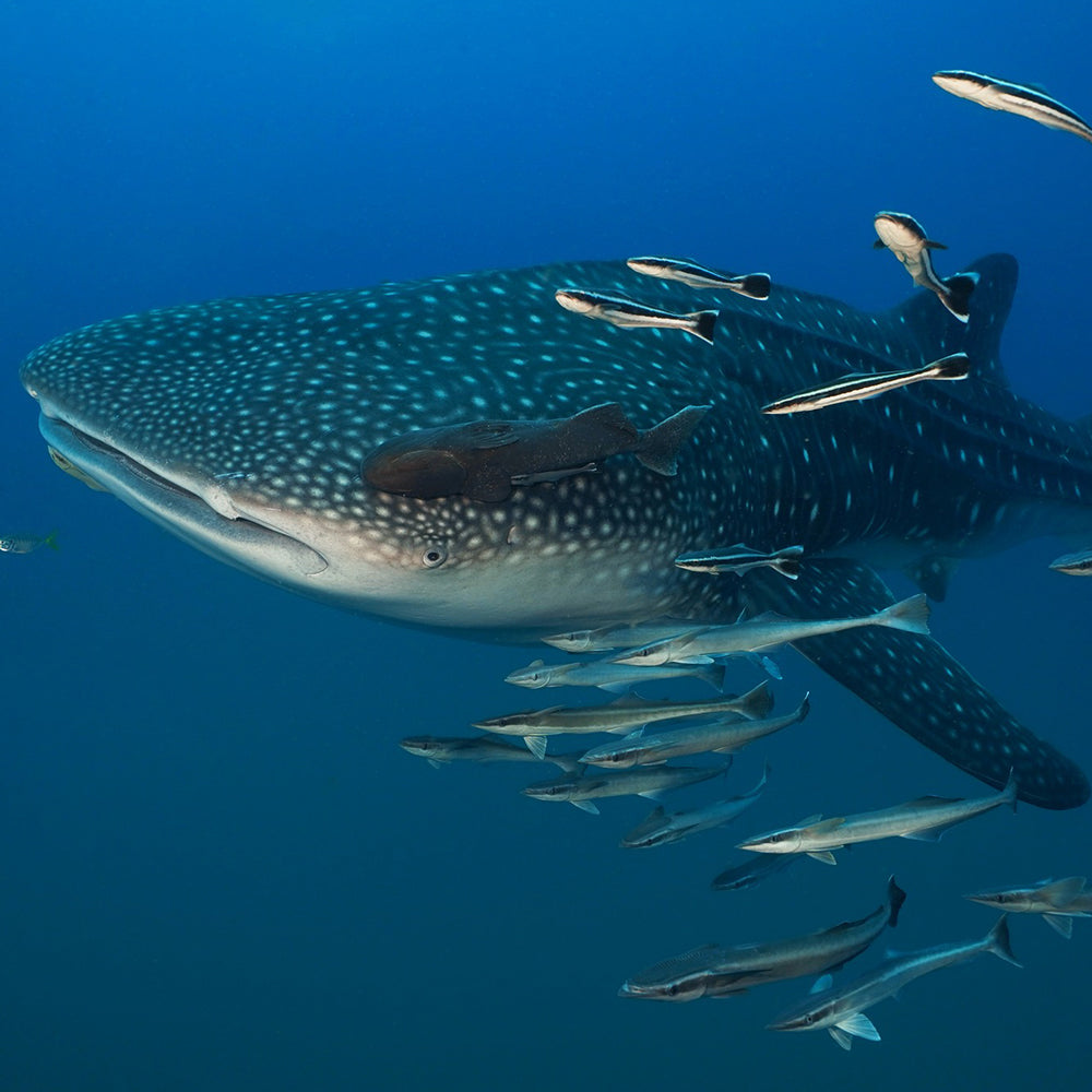 PADI Beginner Freediving Course