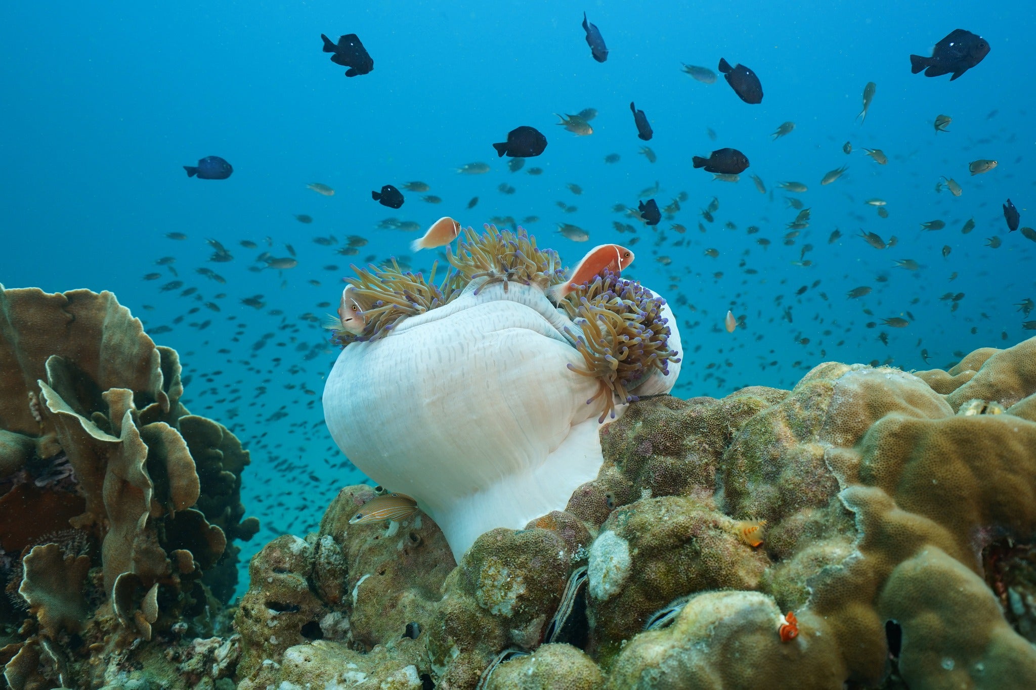 PADI Advanced Freediver Course