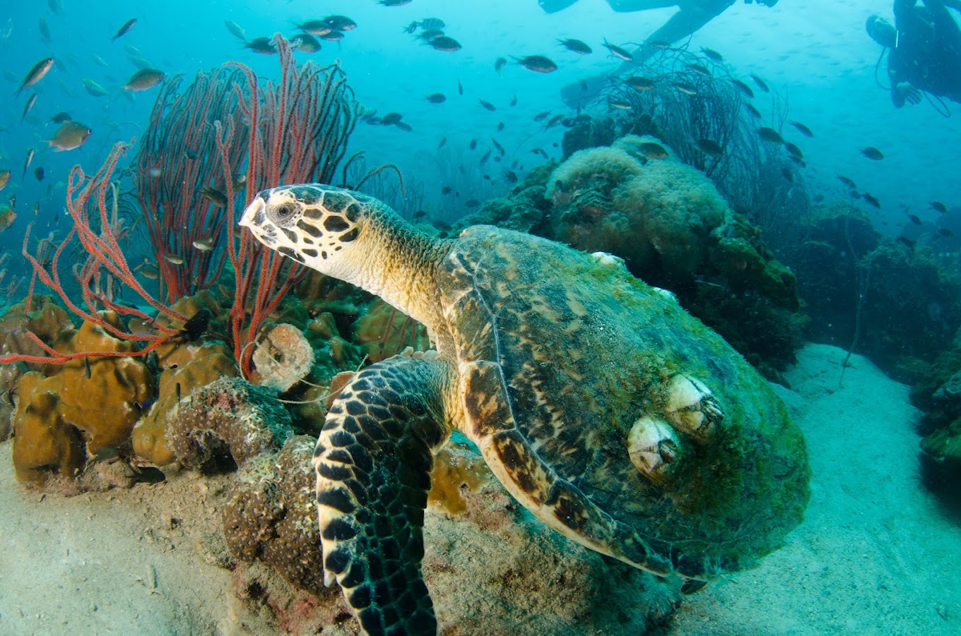 PADI Freedive Instructor Course