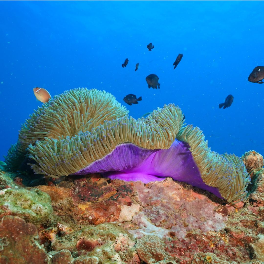 PADI Advanced Freediver Course