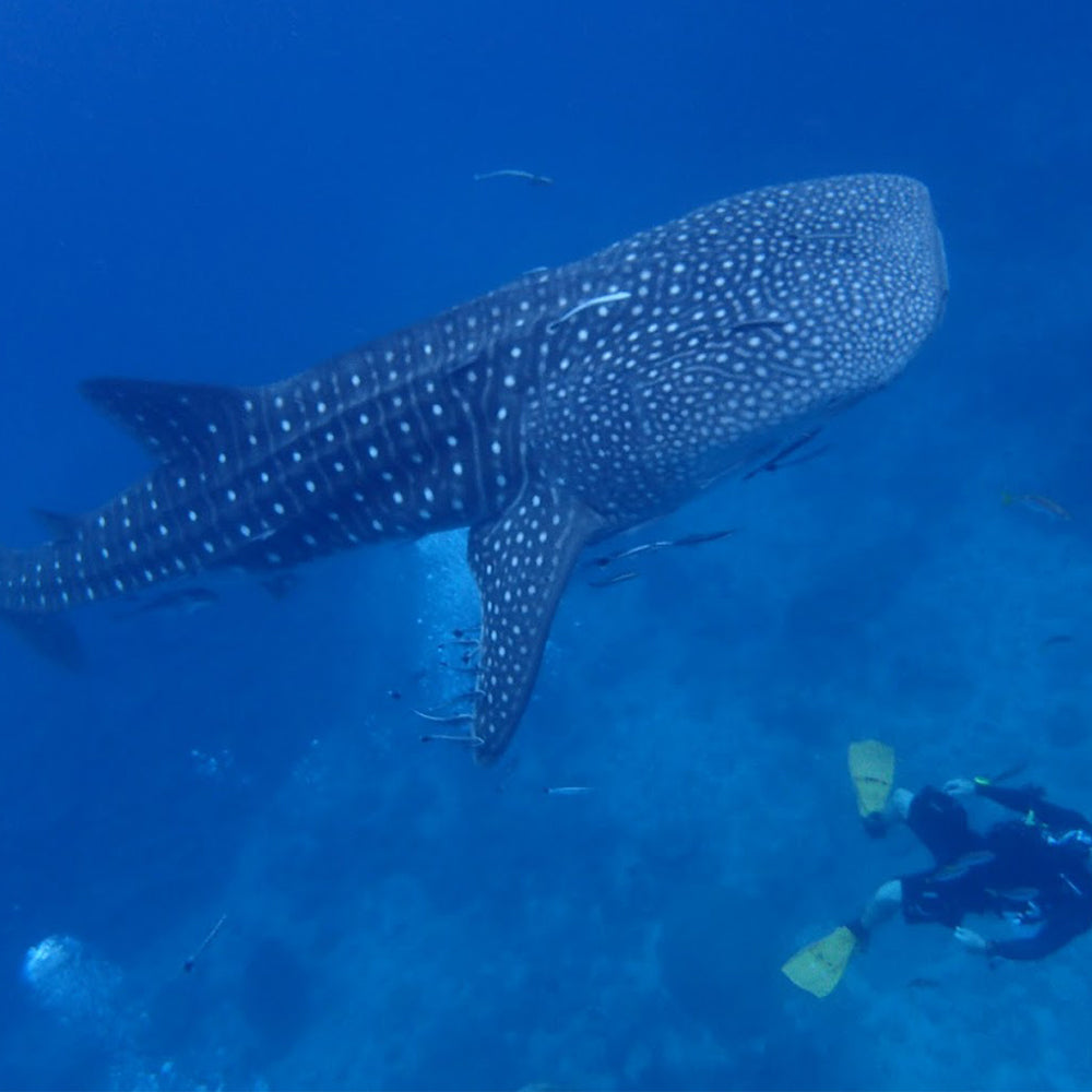 PADI Beginner Freediving Course