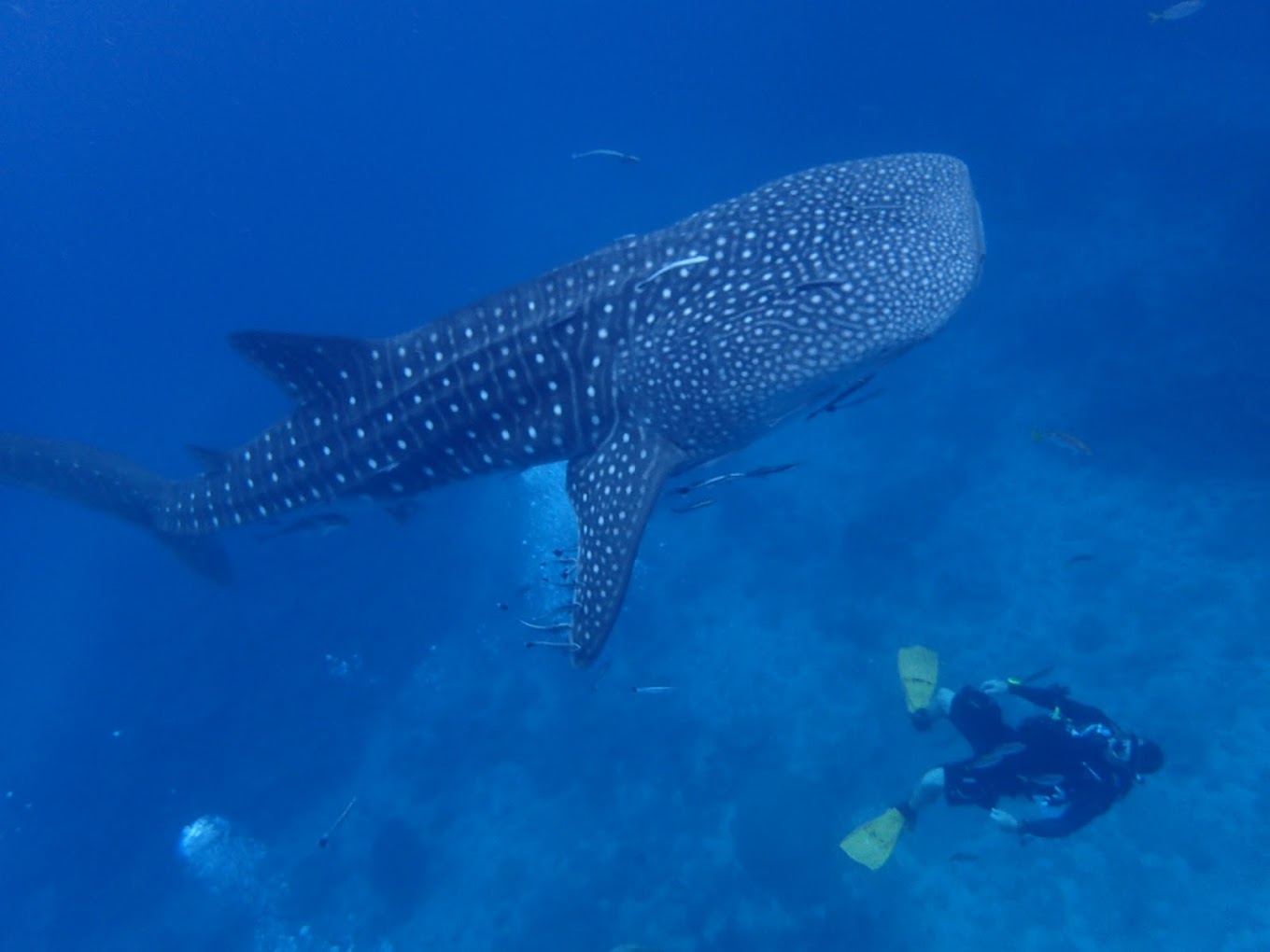 PADI Freedive Instructor Course