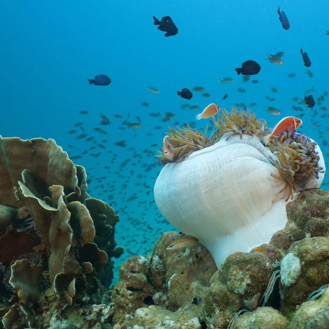 PADI Beginner Freediving Course