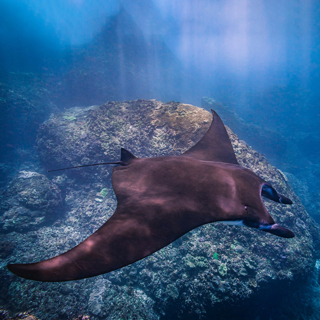 Scuba Diving in Amed