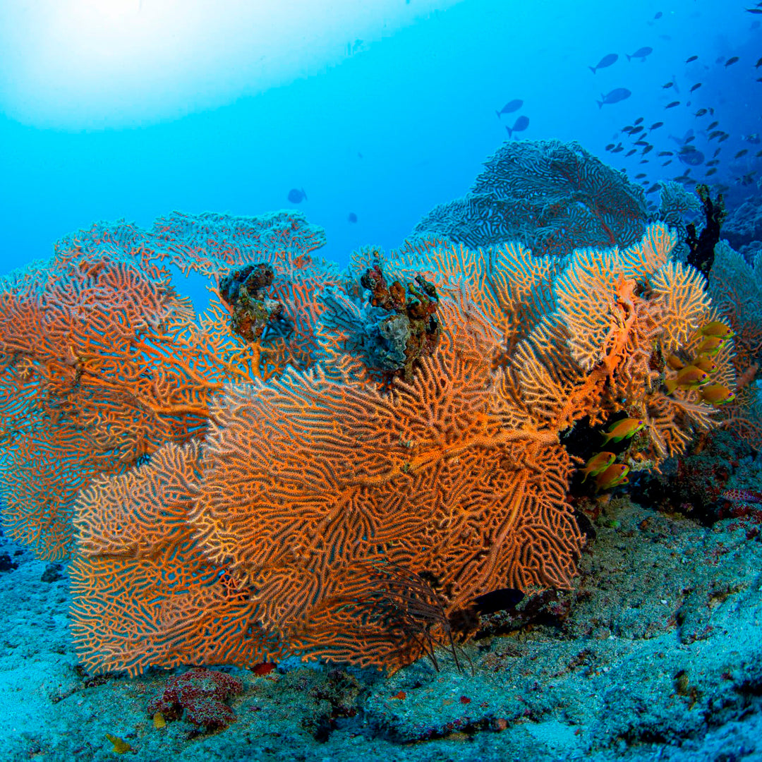 Scuba Diving in Amed