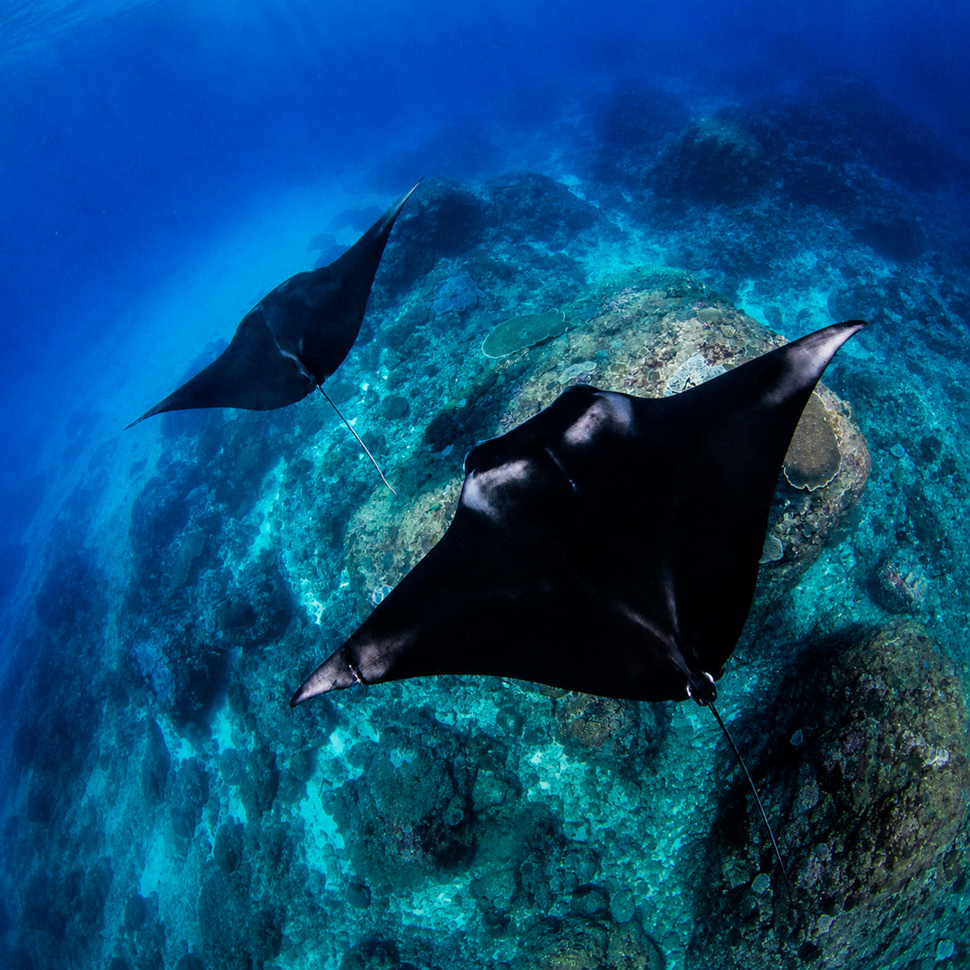 Scuba Diving in Amed