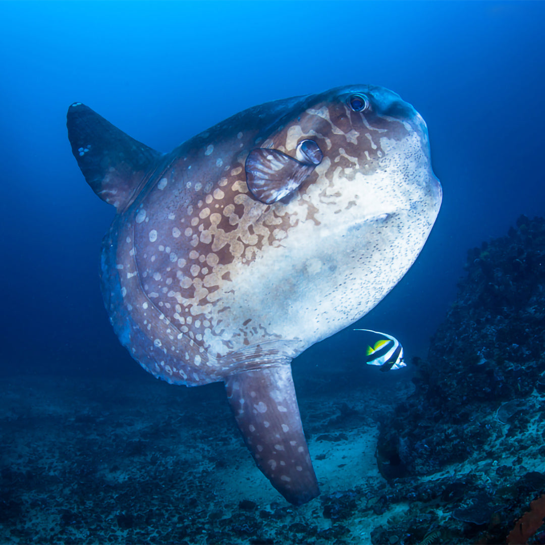 Scuba Diving in Amed