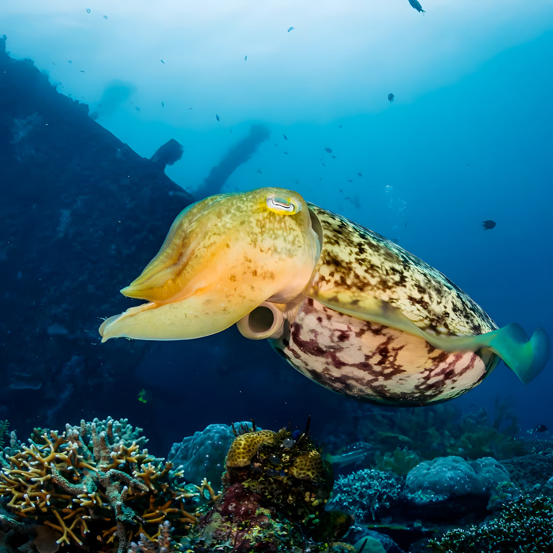 Scuba Diving in Amed