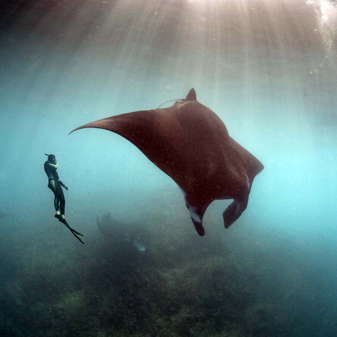 Spearfishing Bali Dive Trip