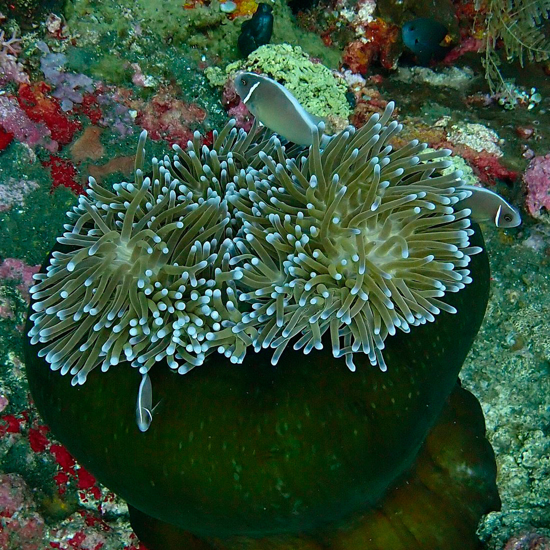 Introduction to Freediving in Amed Amed Dive Explorer
