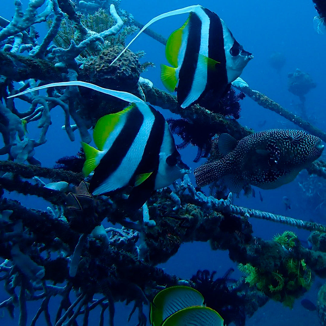 Introduction to Freediving in Amed Amed Dive Explorer