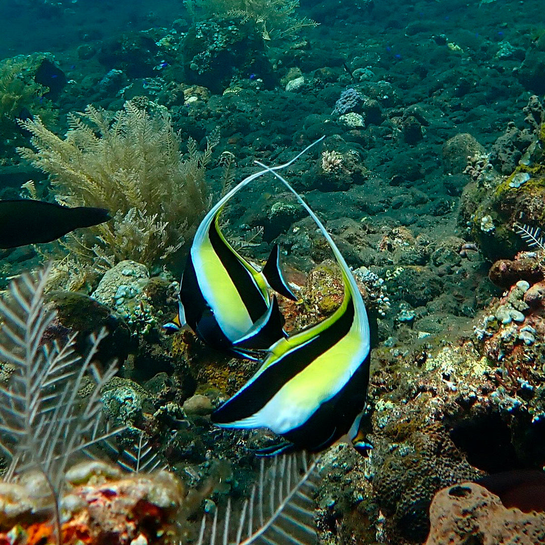 Introduction to Freediving in Amed Amed Dive Explorer