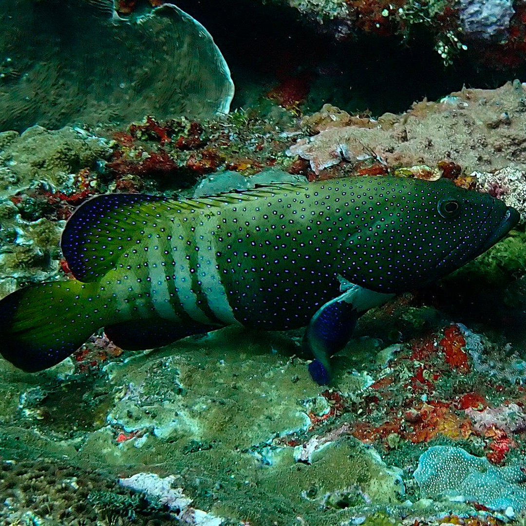 Introduction to Freediving in Amed Amed Dive Explorer