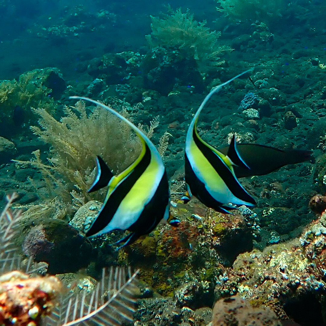 Introduction to Freediving in Amed Amed Dive Explorer