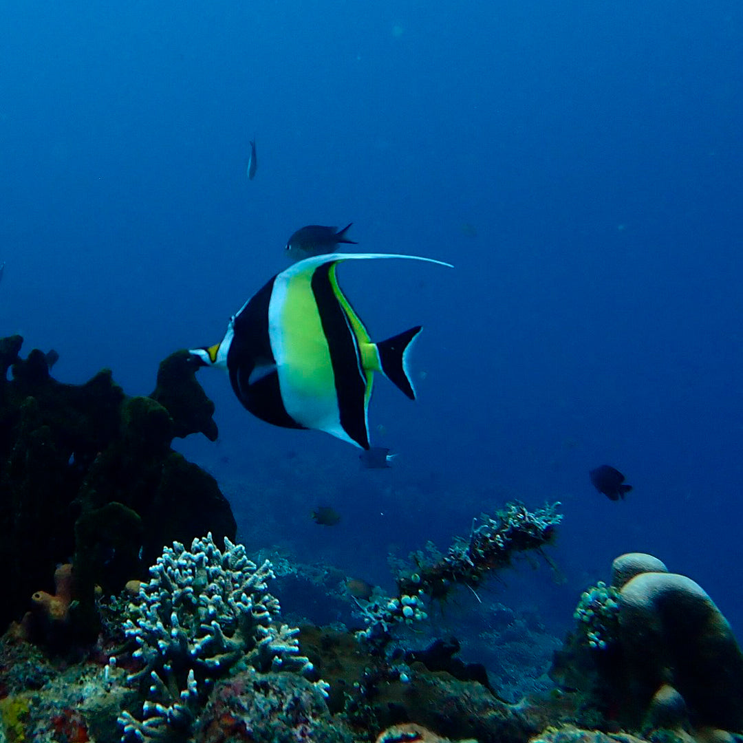 Introduction to Freediving in Amed Amed Dive Explorer