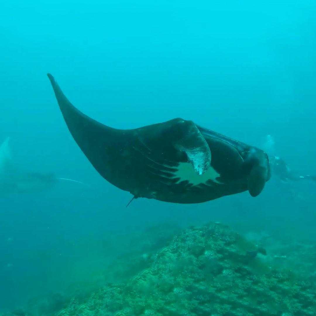 Introductory Scuba Dive in Jemeluk Bay Amed Dive Explorer