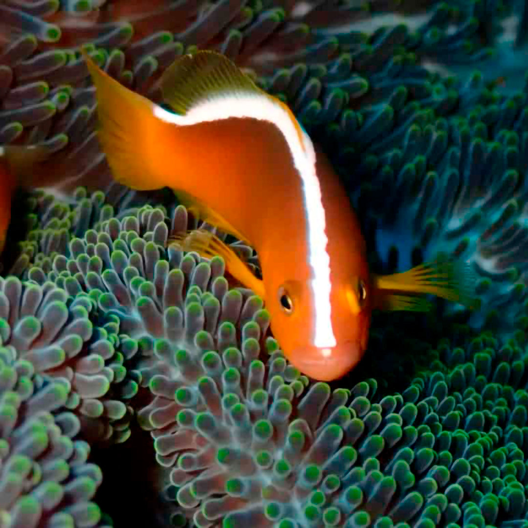 Introductory Scuba Dive in Jemeluk Bay Amed Dive Explorer