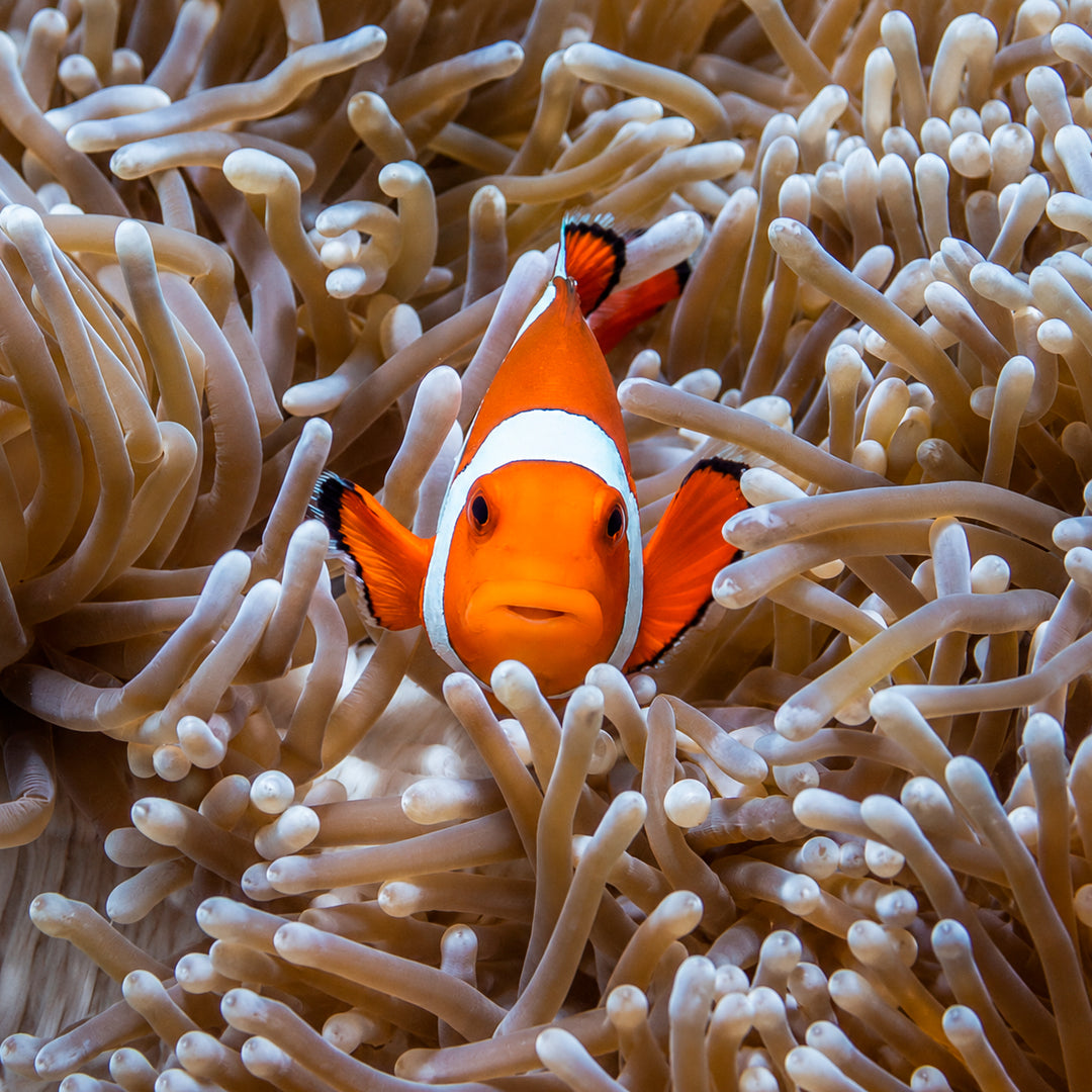 3-Day Best of Bali Scuba Diving Trip