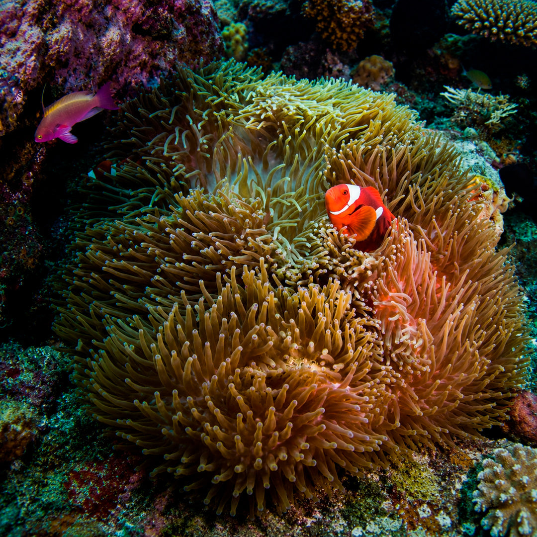 3-Day Best of Bali Scuba Diving Trip