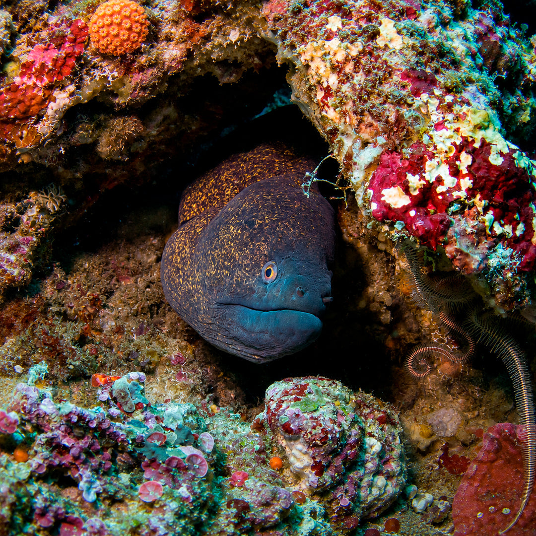 3-Day Best of Bali Scuba Diving Trip