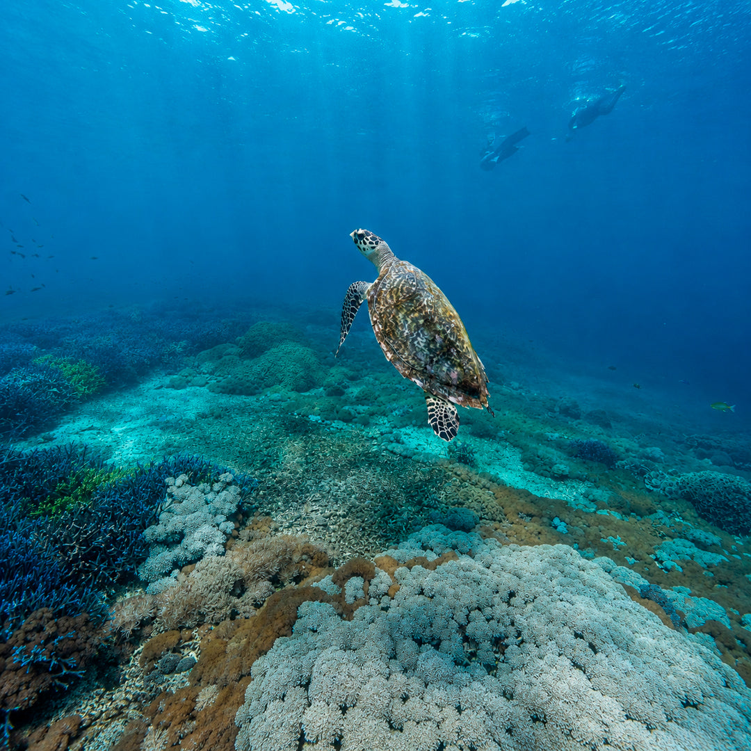 Padang Bai Fun Dive Day Trip