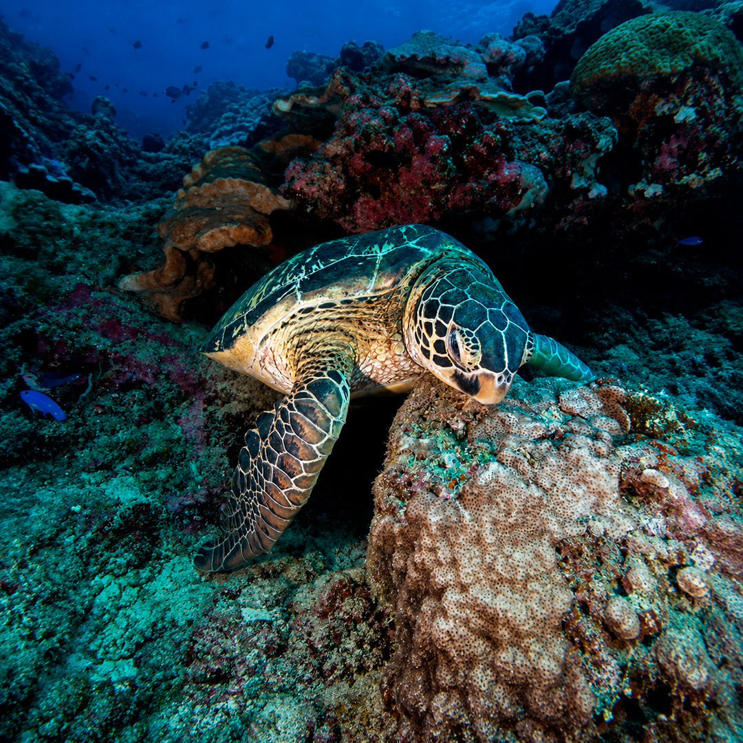 3-Day Best of Bali Scuba Diving Trip