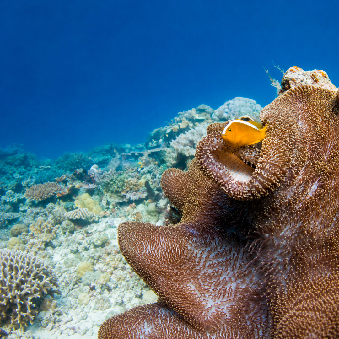 3-Day Best of Bali Scuba Diving Trip