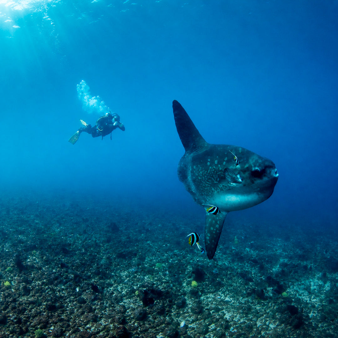 Padang Bai Fun Dive Day Trip