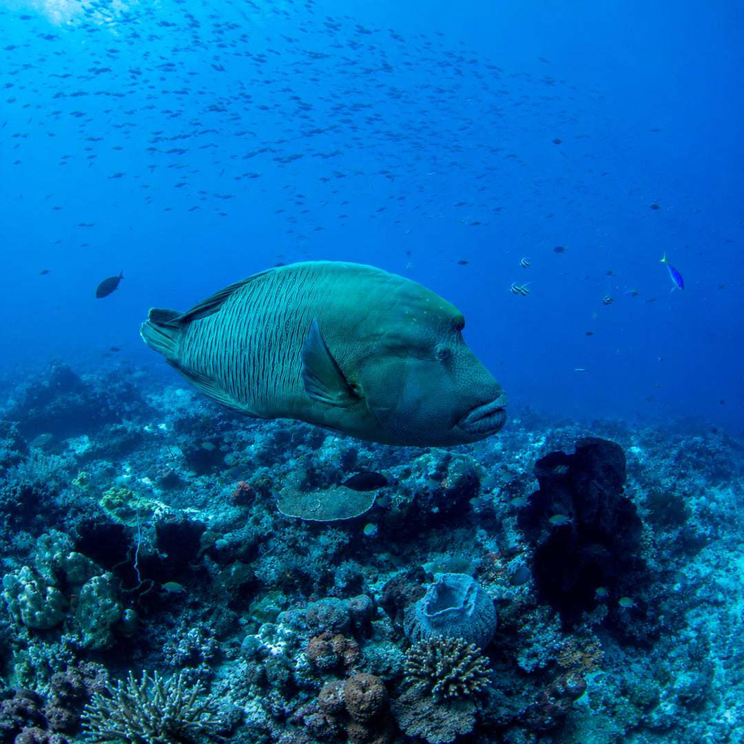 3-Day Best of Bali Scuba Diving Trip