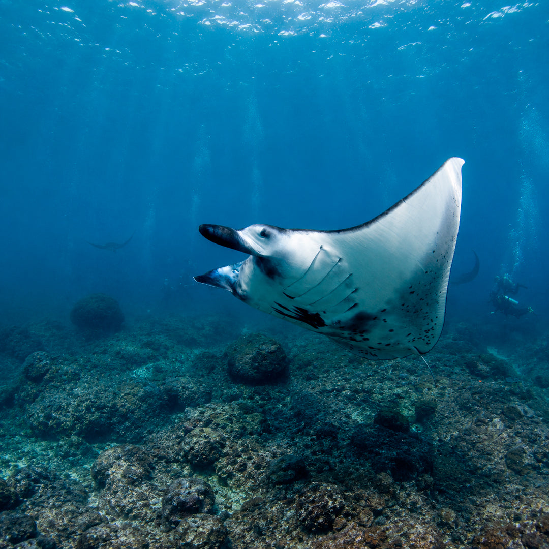 3-Day Best of Bali Scuba Diving Trip