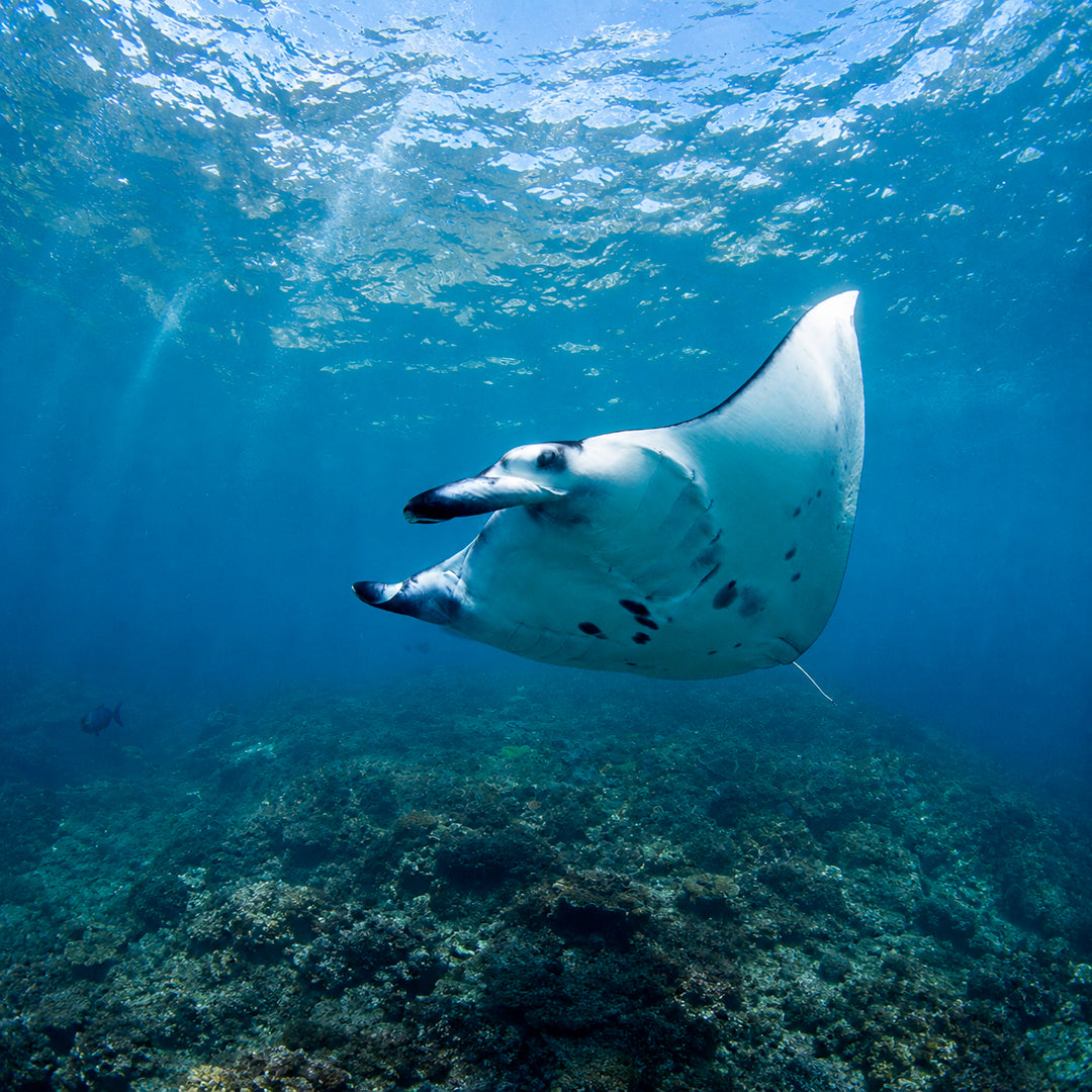 Nusa Penida Fun Dive Day Trip