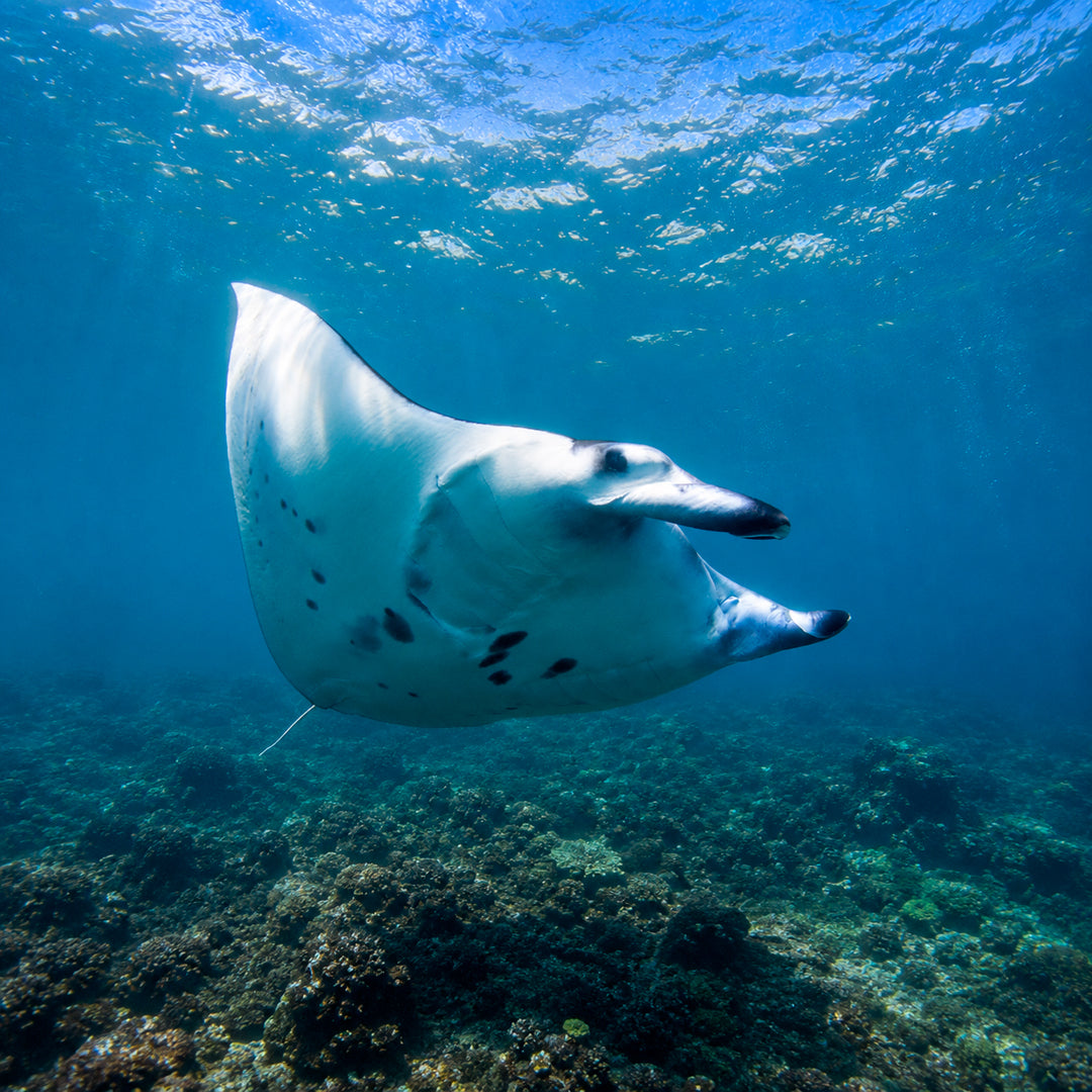 Padang Bai Fun Dive Day Trip