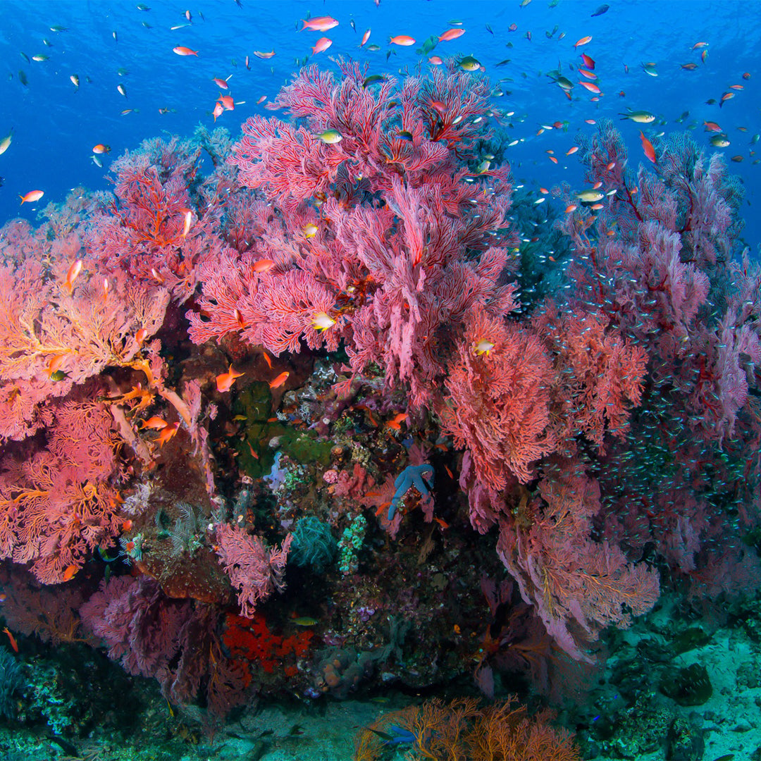 Discover Scuba Diving in Padang Bai Kriss Bali Diving