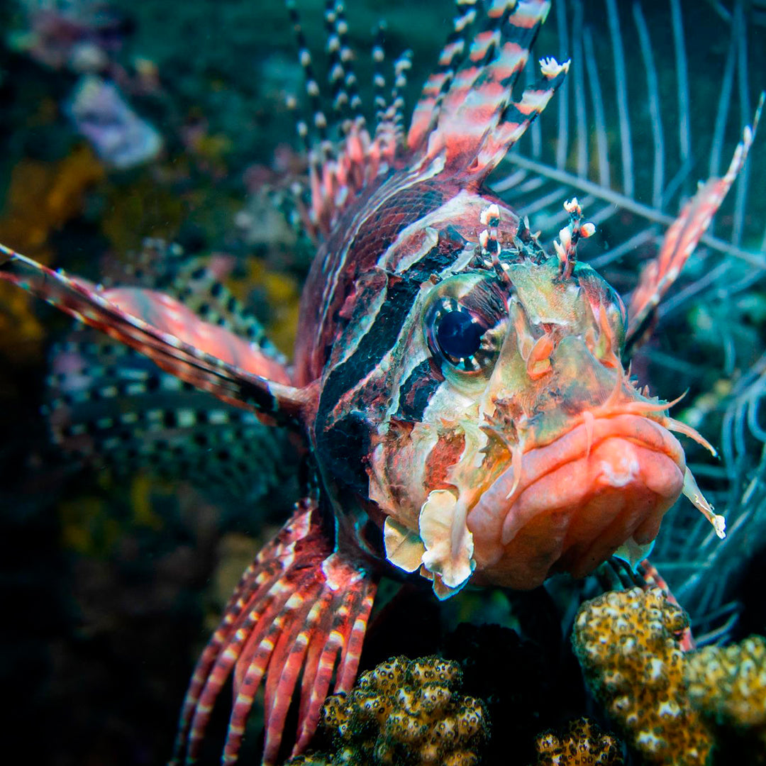 Discover Scuba Diving in Padang Bai Kriss Bali Diving
