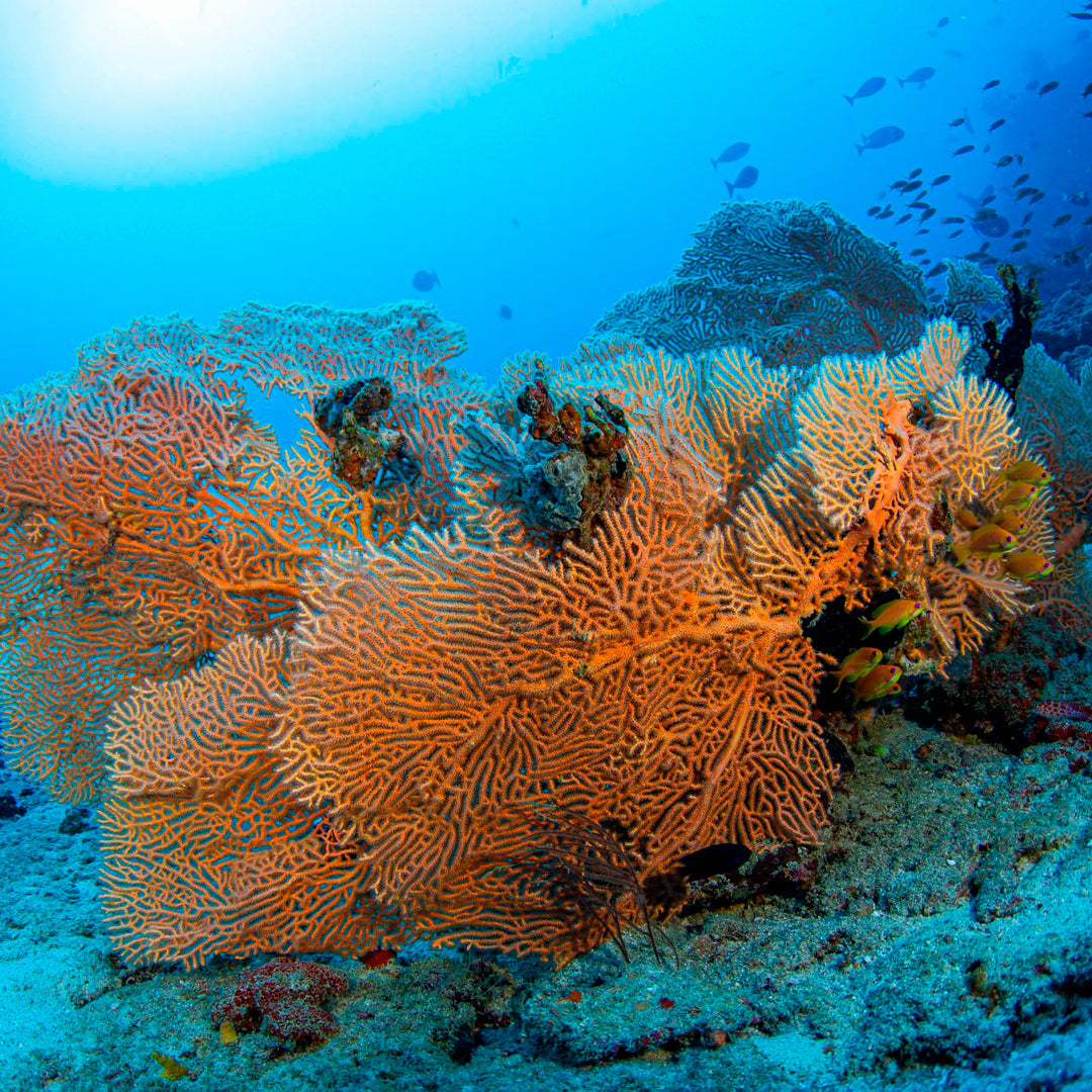 Discover Scuba Diving in Padang Bai Kriss Bali Diving