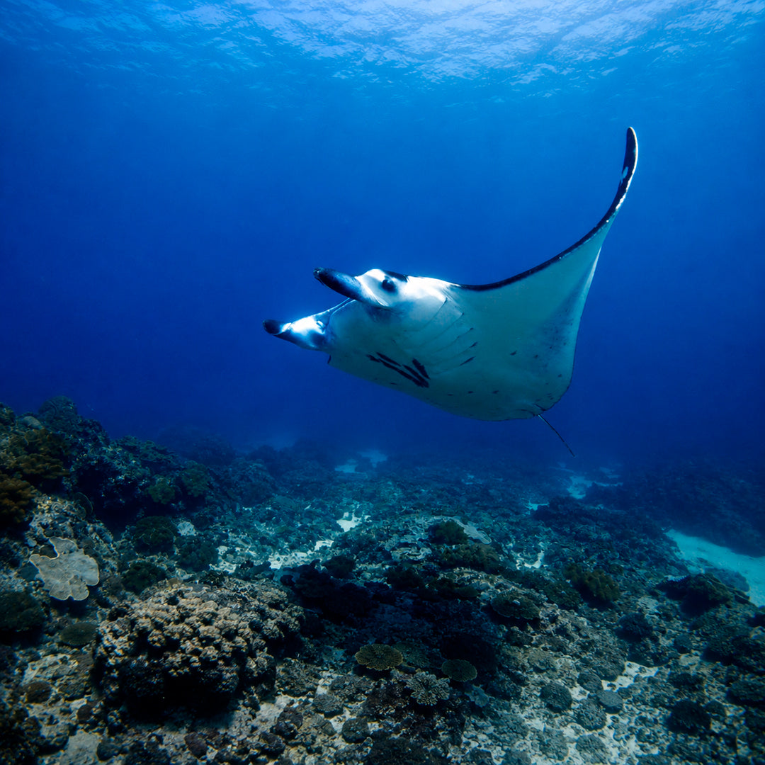Scuba Diving in Tulamben