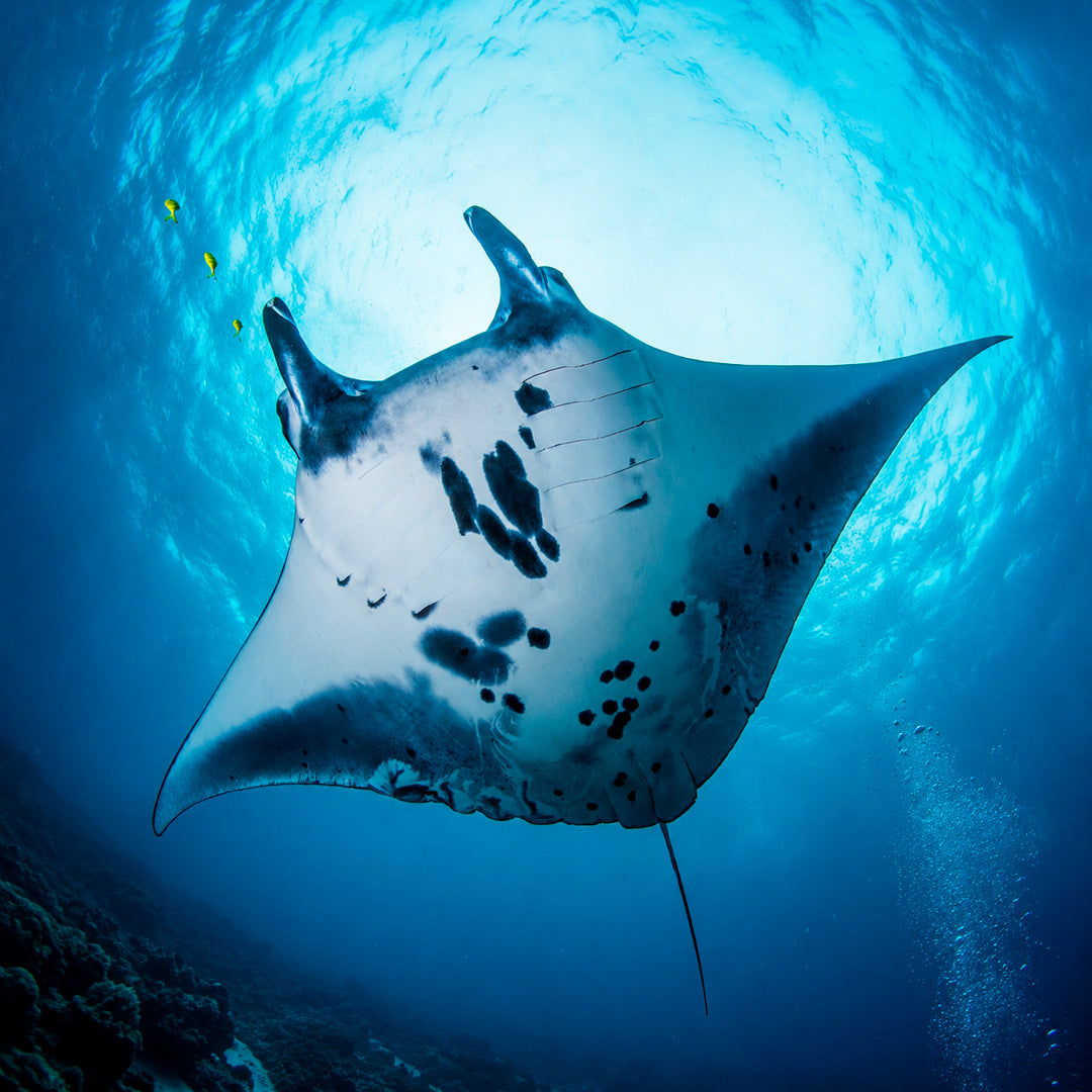 Scuba Diving in Nusa Penida