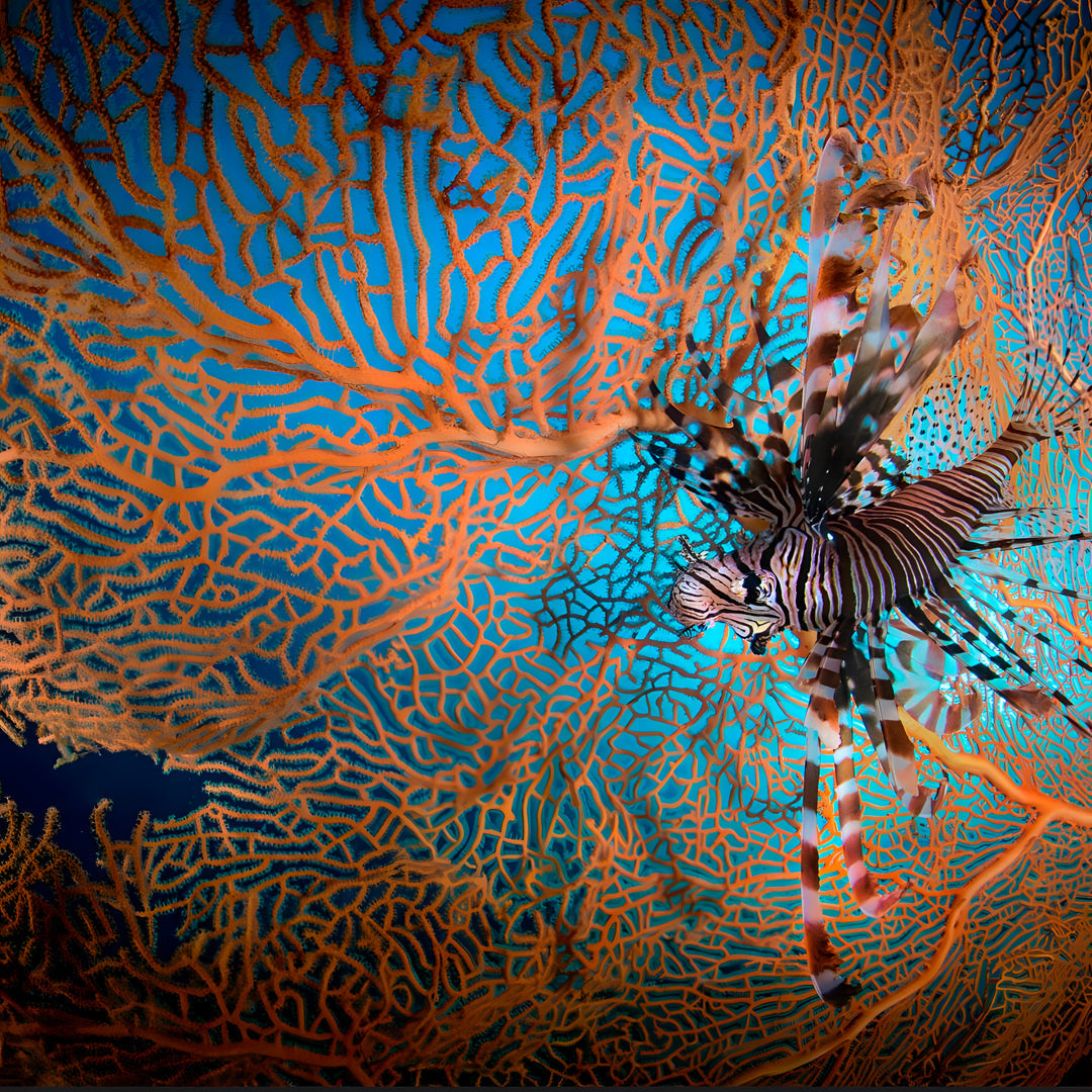 Discover Scuba Diving in Padang Bai Kriss Bali Diving