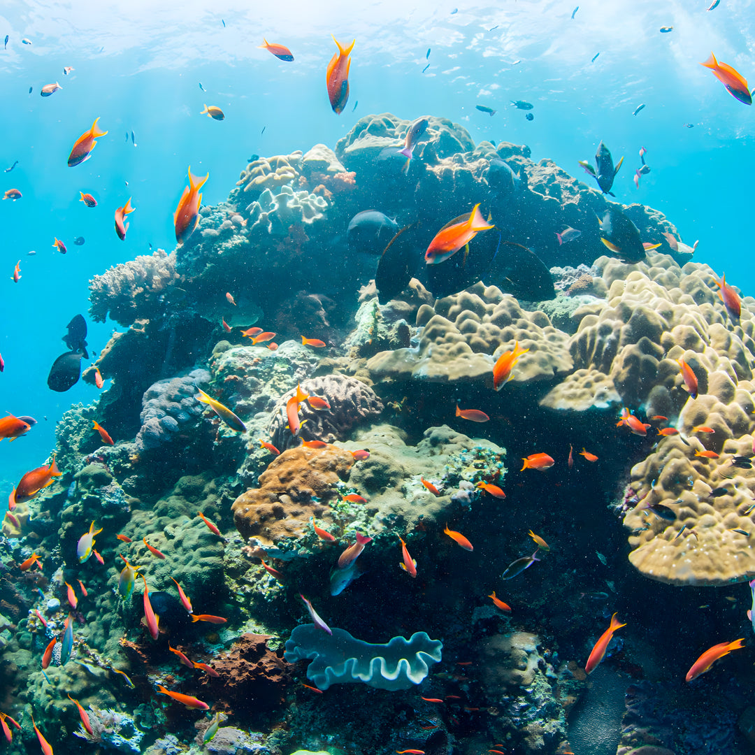 Discover Scuba Diving in Padang Bai Kriss Bali Diving