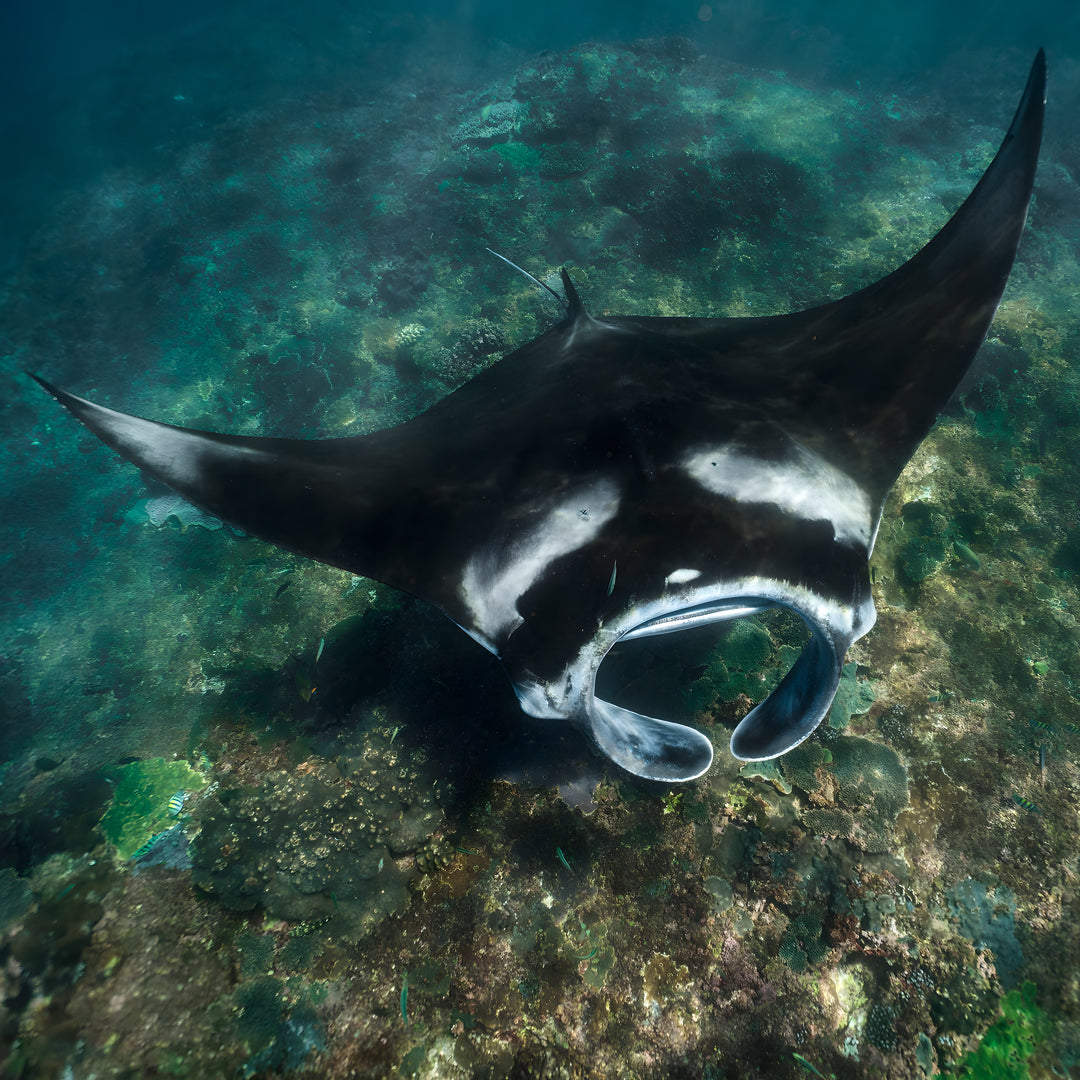 Scuba Diving Fun Dive in Nusa Penida