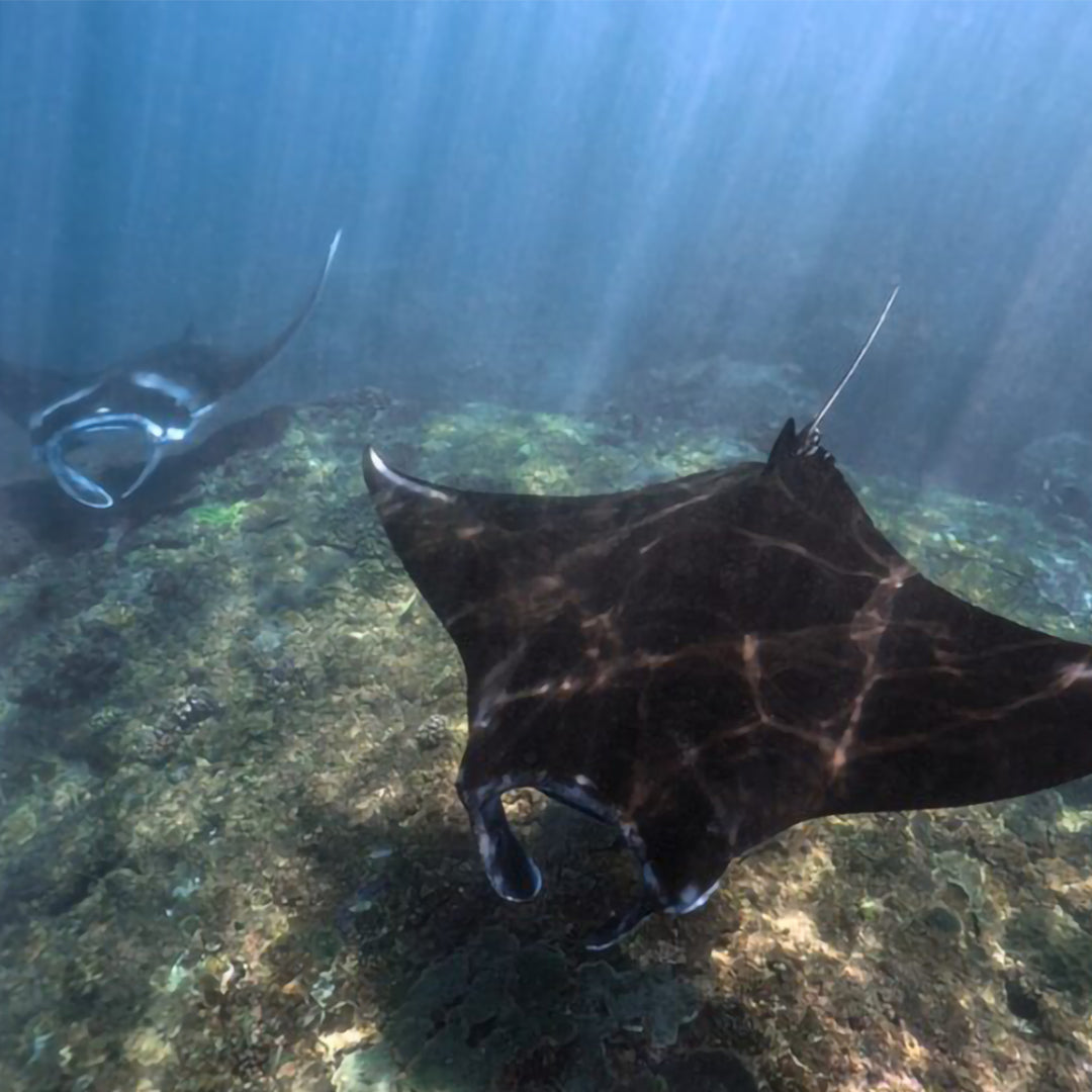 Scuba Diving Fun Dive in Nusa Penida