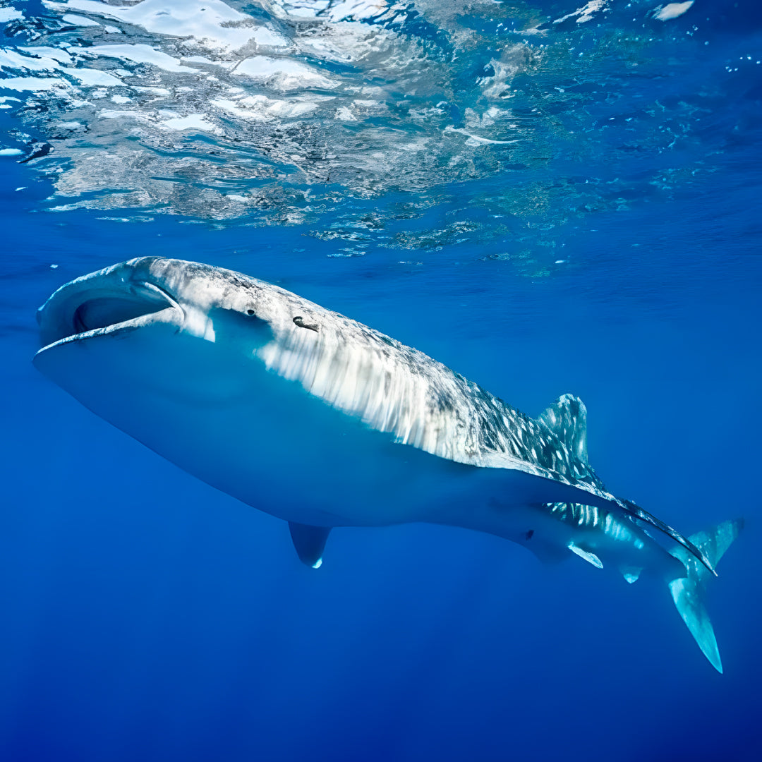 Scuba Diving Fun Dive in Nusa Penida