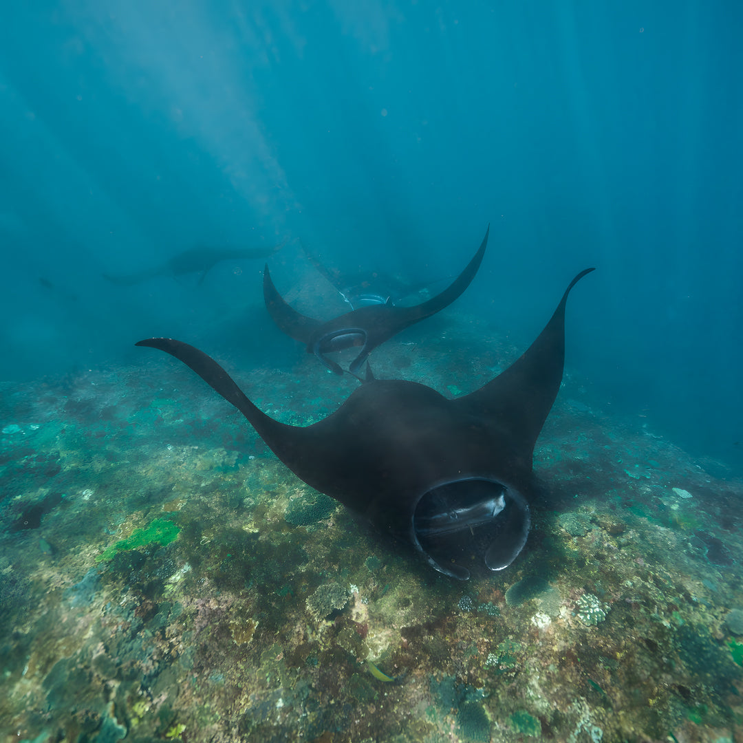 Scuba Diving Fun Dive in Nusa Penida