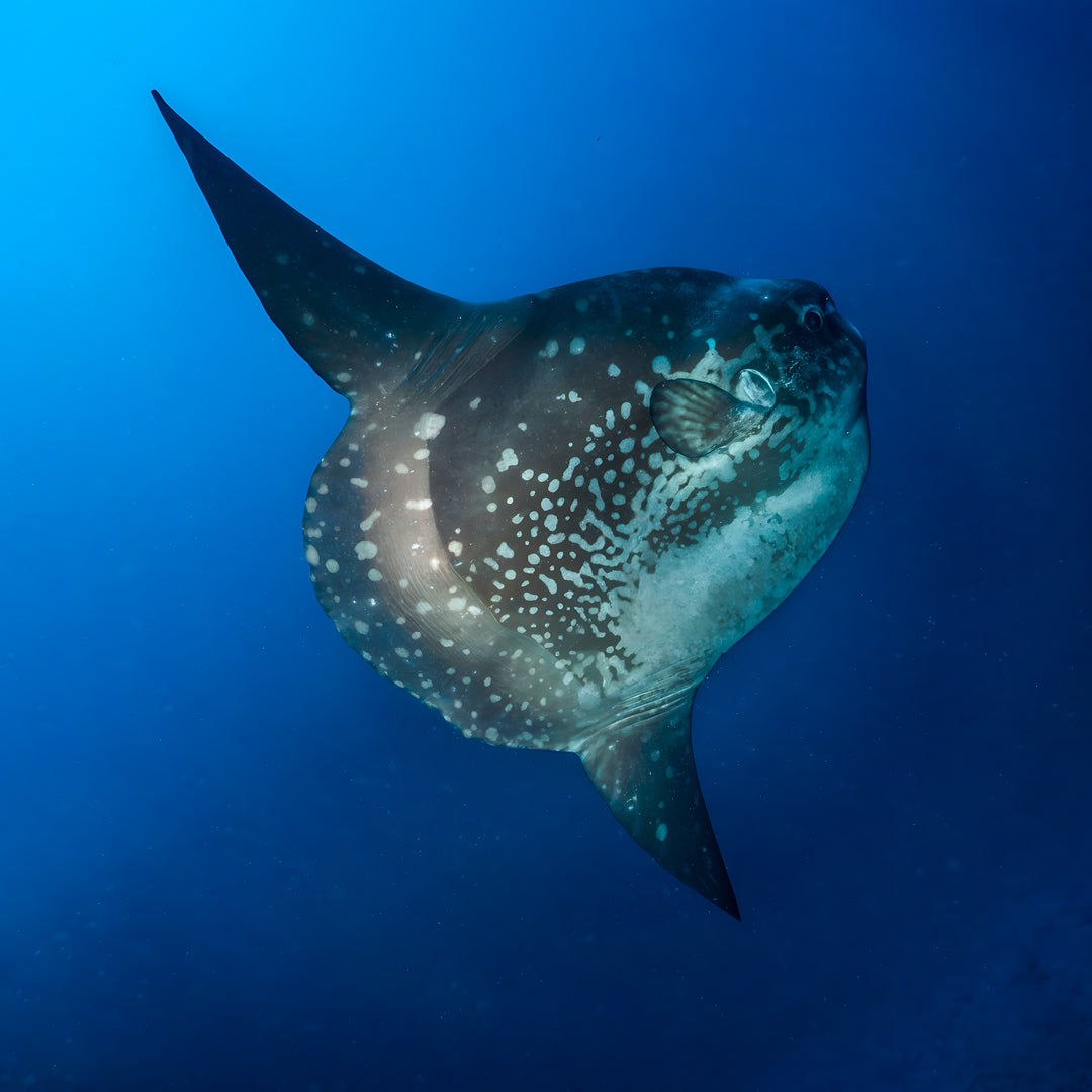 Scuba Diving Fun Dive in Nusa Penida