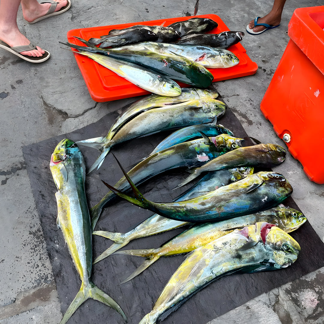 Bali Beginner Spearfishing Course