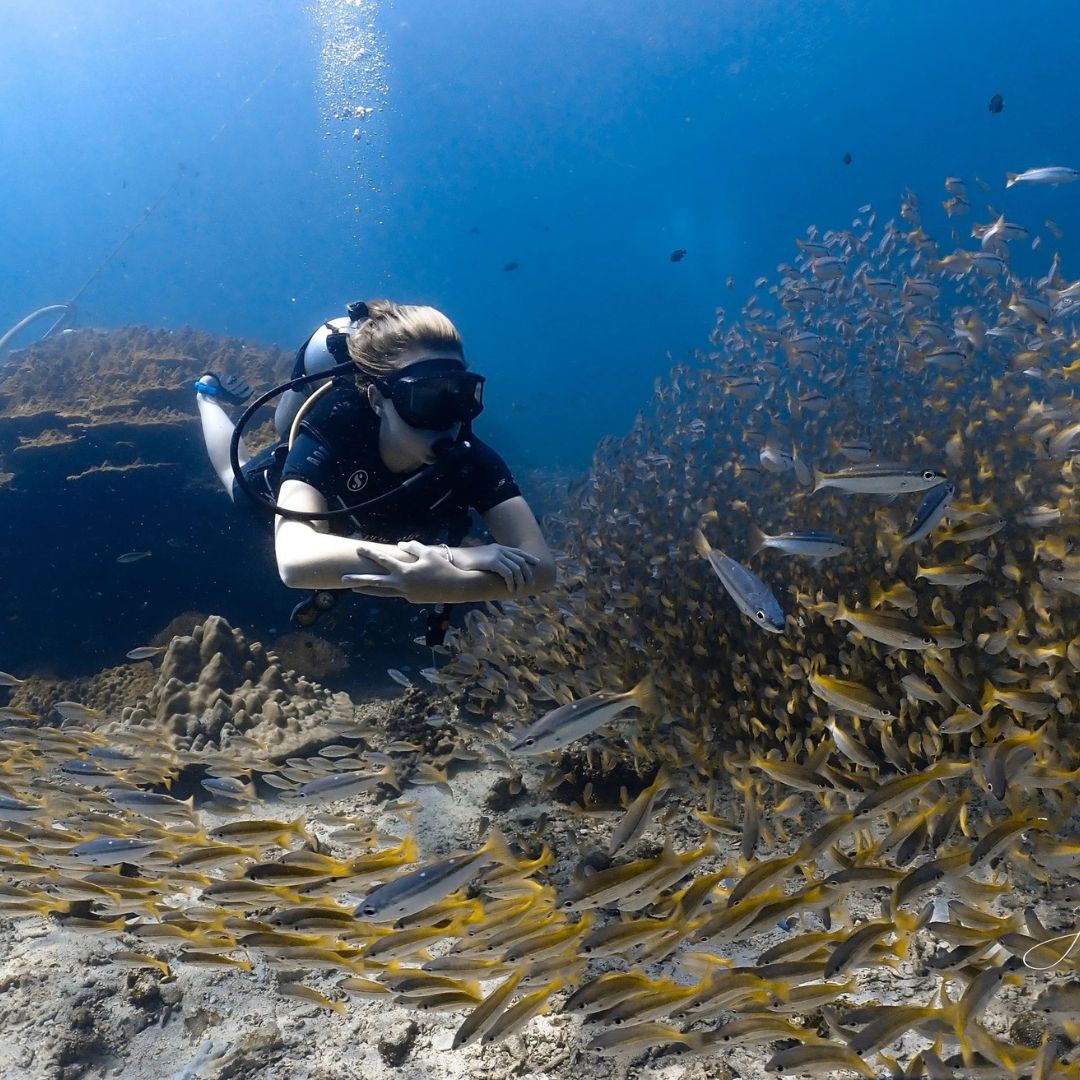 Koh Phi Phi Marine Park Fun Dive Barakuda Dive Phi Phi