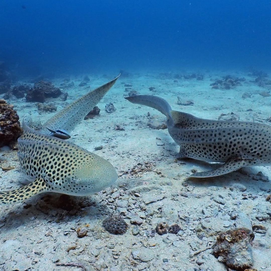 Koh Phi Phi Marine Park Fun Dive Barakuda Dive Phi Phi