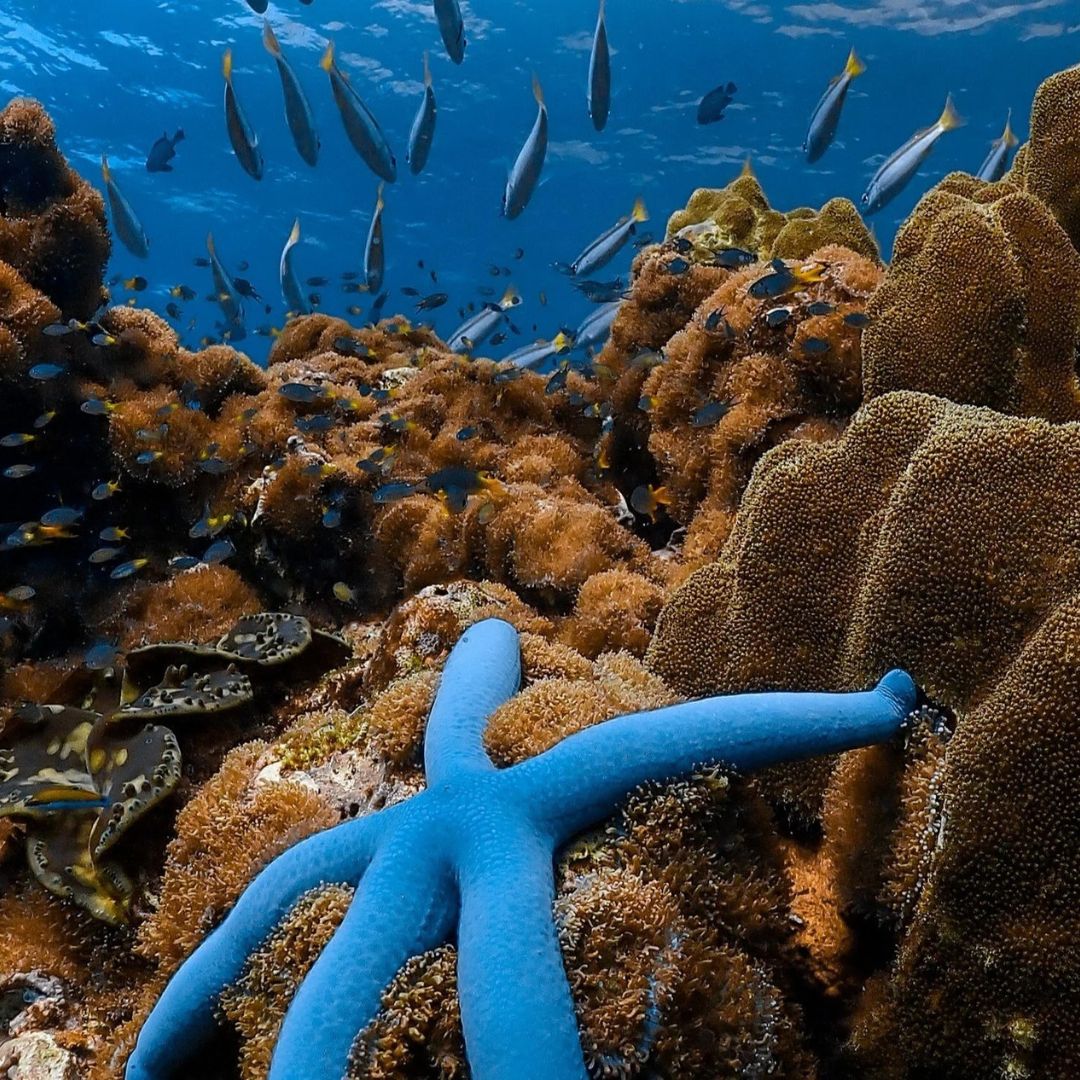 Koh Phi Phi Marine Park Fun Dive Barakuda Dive Phi Phi