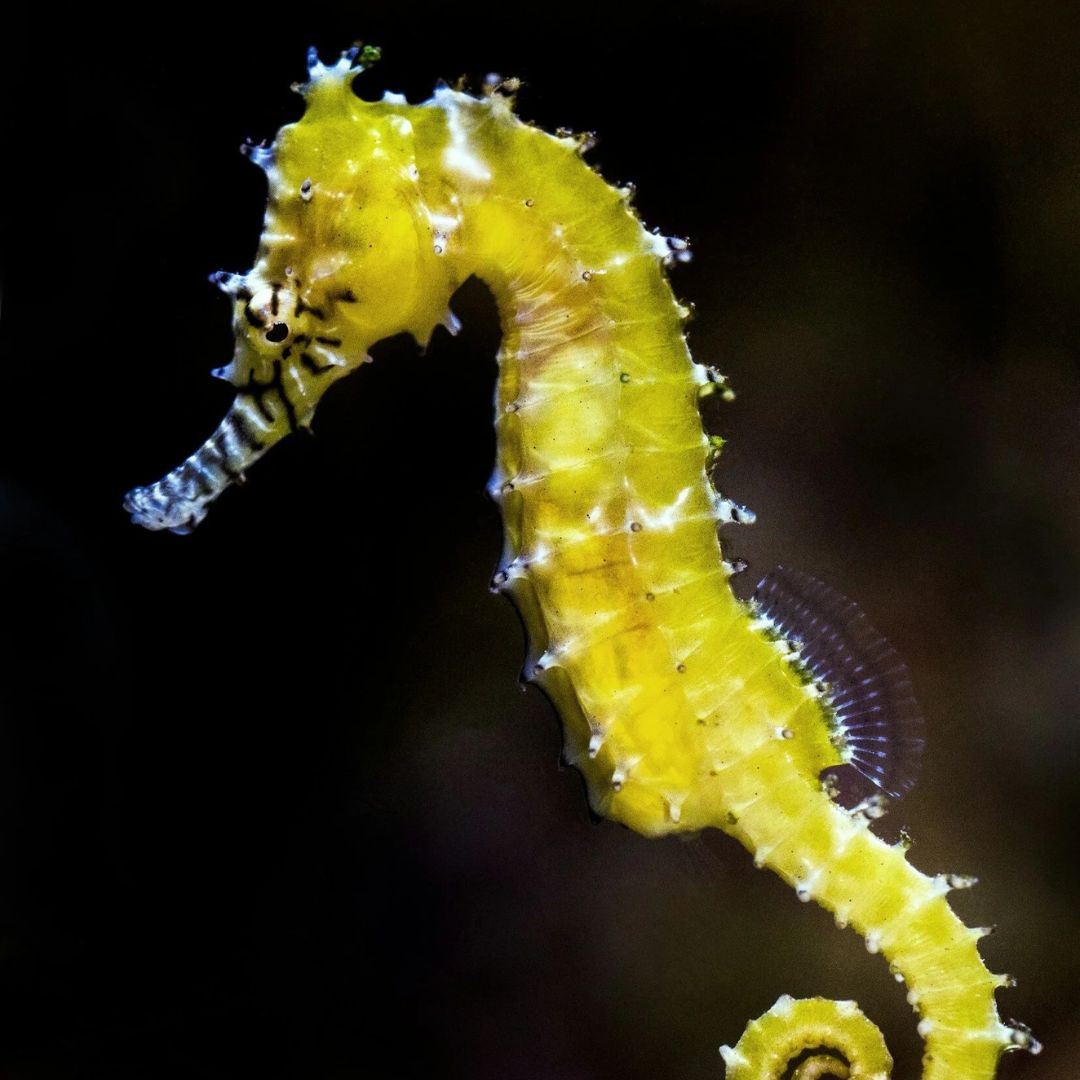 Koh Phi Phi Marine Park Fun Dive Barakuda Dive Phi Phi